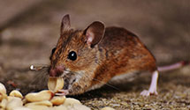 24 Hour & Emergency Exterminators in Swaledale, IA
